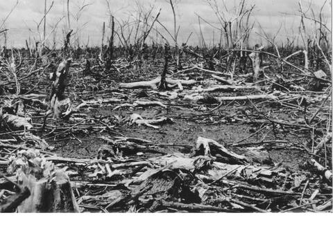Coastal mangrove forest several years after one spraying with a chemical warfare anti-plant agent in Gia Dinh Province, Vietnam. School of Forestry and Environmental Studies Collection.
