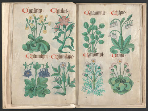 Helmingham Herbal and Bestiary, ca. 1500, gouache and watercolor with pen and ink on parchment, Yale Center for British Art, Paul Mellon Collection 