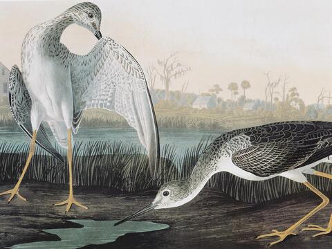 Illustration of Greater Yellowlegs by John James Audubon.