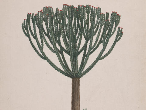 Luigi Balugani, Euphorbia abyssinica, finished drawing of the tree's habit, watercolor and graphite with pen and ink, Yale Center for British Art, Paul Mellon Collection