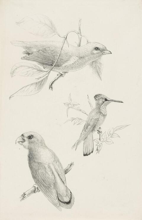 Three Birds by Titian Ramsay Peale, American, 1799–1885